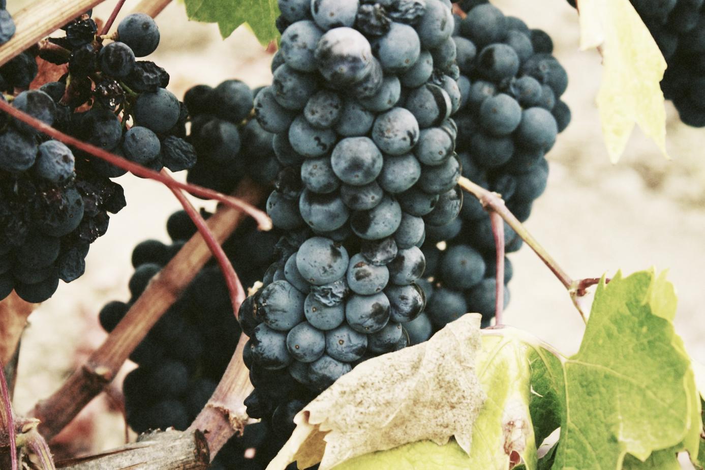 Qui occaecati dolores quia quia voluptatem quos